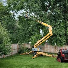 Trusted Hillside, IL Tree Services Experts