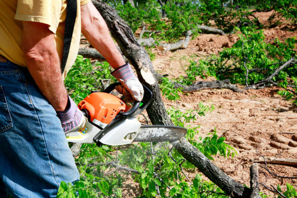 How Our Tree Care Process Works  in  Hillside, IL